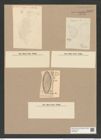 Coscinodiscus lewisianus Grev. (de-Toni-Nr.: Genus 202, Species 5446) Zeichnungen Sammlung Grunow Nr. 8898 (NHMW-BOT-W0378552)